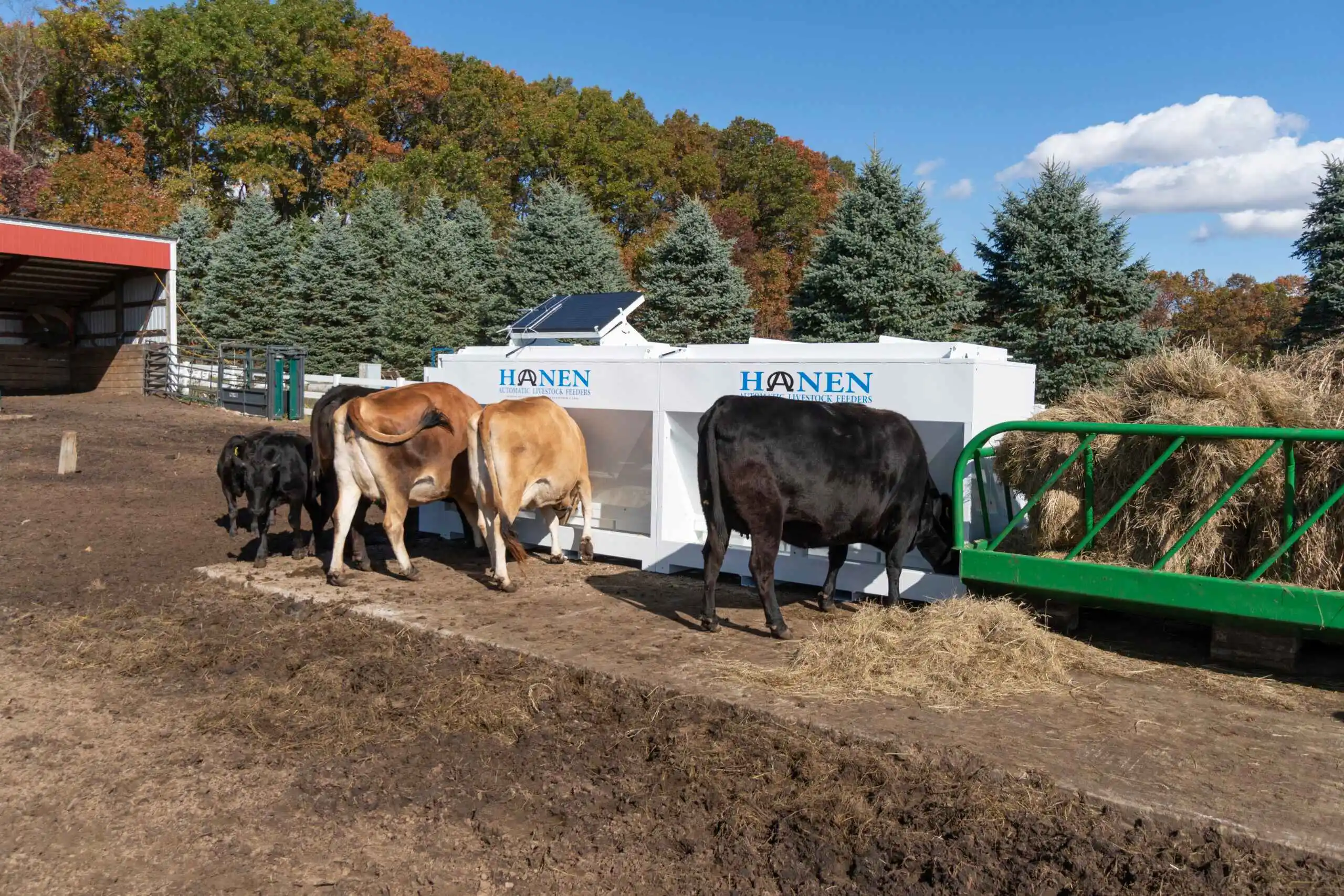 Cows and calves feeding at a white automated feeder with "Hanen" logo